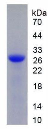 SDS-PAGE (DNASE1-1529H).jpg